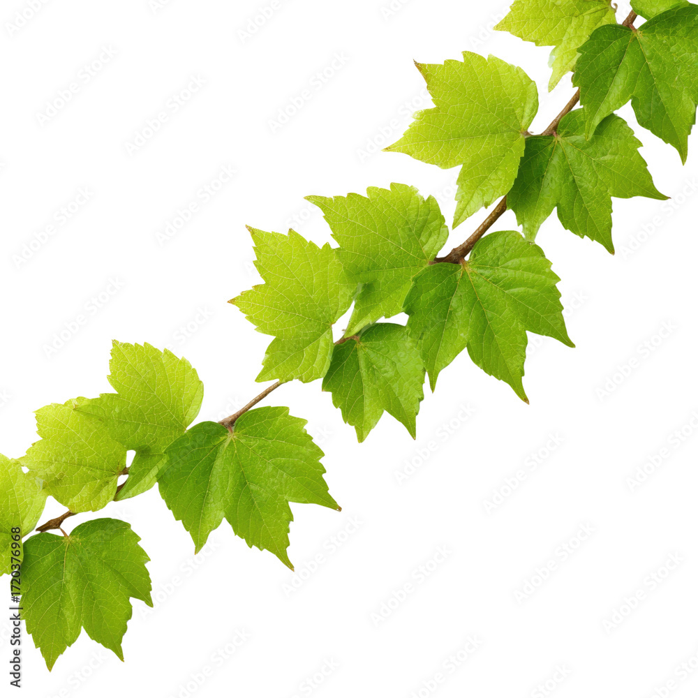 Fototapeta premium A vine branch with vibrant green leaves, isolated on a transparent background. background removed
