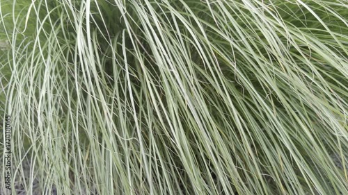 green ornamental grass blowing in the wind