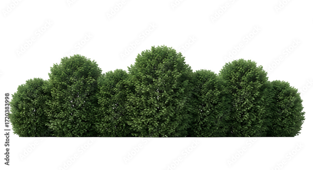 Fototapeta premium Dense Row of Rounded Green Bushes on Black Background