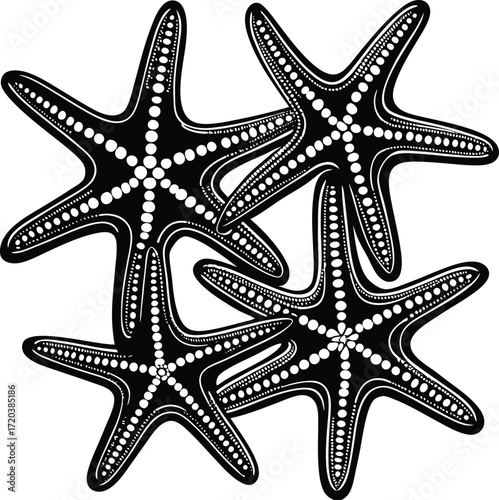 Isolated sea star vector illustration with a marine shell