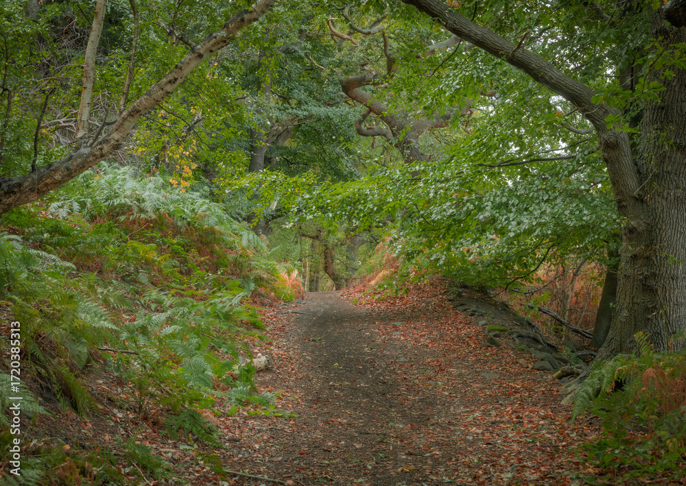 Obraz premium footpath in the woods