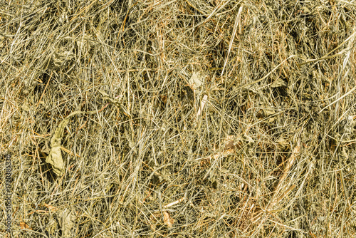 A close-up view of dry, tangled grass and twigs, highlighting the texture and natural patterns of dried vegetation in a sunlit outdoor environment.