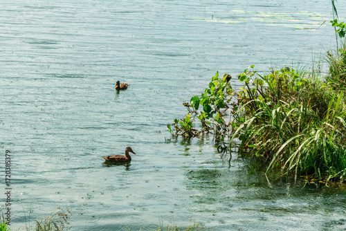 Two ducks swimming near the green grassy shore of a calm lake during a light rain shower, with visible raindrops creating ripples on the water surface.
