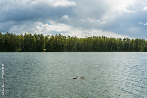 Two ducks swimming on a calm lake with a dense forest in the background under a cloudy sky, showcasing a peaceful and natural outdoor scene.