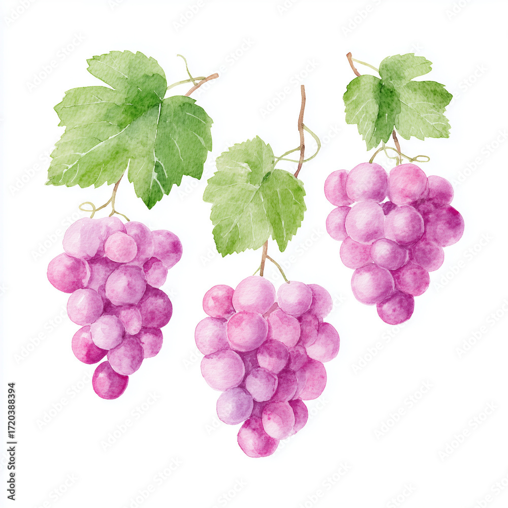 Fototapeta premium purple grapes with accompanying green leaves and tendrils., isolate on white background