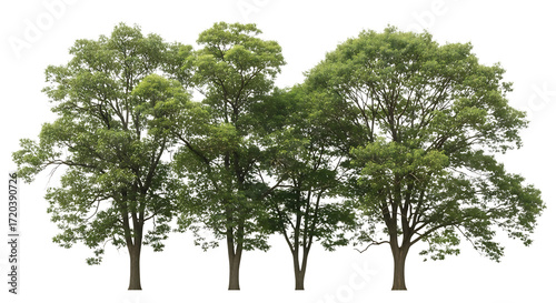 Group of Deciduous Trees with Green Foliage leaves