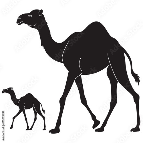 Camel calf walking with mother silhouette