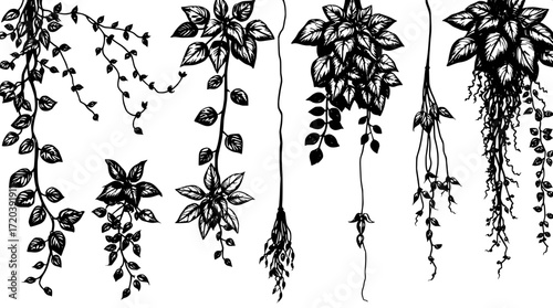 "A flat lay of hand-drawn black and white botanical illustrations, featuring trailing vines, leafy clusters, and hanging plants. Thick textured lines and shaded details create a naturalistic style, ar