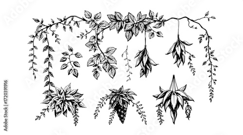 "A flat lay of hand-drawn black and white botanical illustrations, featuring trailing vines, leafy clusters, and hanging plants. Thick textured lines and shaded details create a naturalistic style, ar