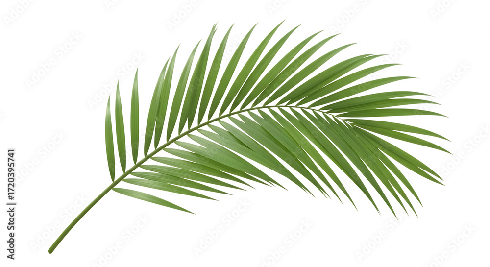 Fototapeta premium Single Green Palm Frond on Black Background leaf tropical