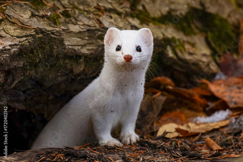 Winter white weasel in the forest 