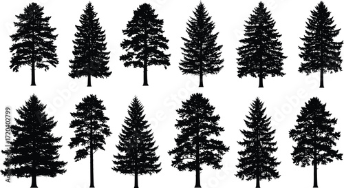 Conifer tree silhouettes, pine forest vector, evergreen trees artwork, decorative plant design, abstract nature illustration, isolated tree graphic, botanical design