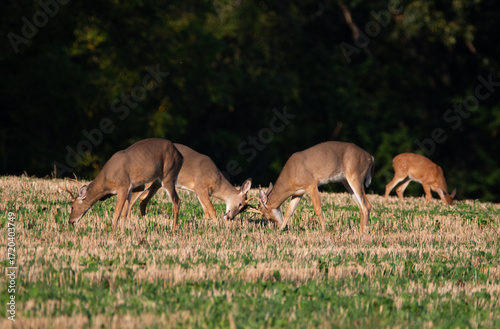 Bucks fighting in the field