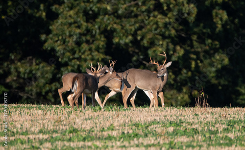 bucks in the field