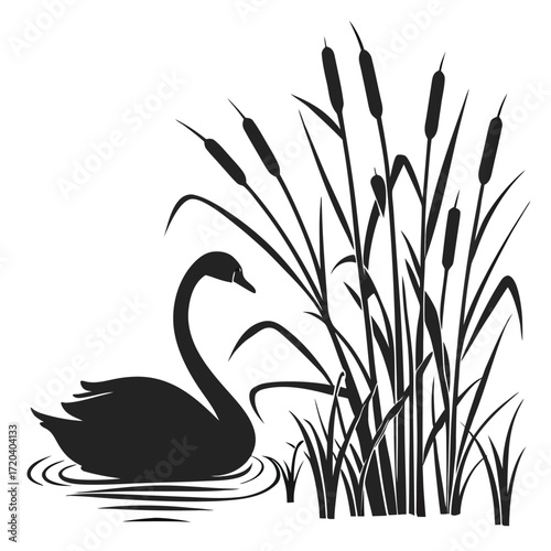 Swan gliding past cattails silhouette