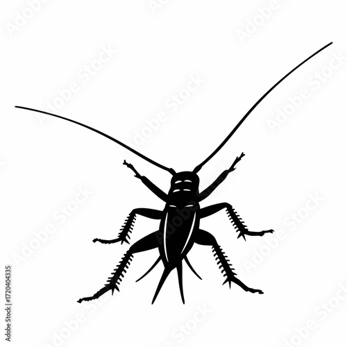 Thorn back cricket silhouette on white background