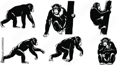 chimpanzee, primate, animal, silhouette, walk, sit, climb, pose, icon, vector, illustration, black, white, jungle, anatomy, behavior, wildlife, ape, motion, design
