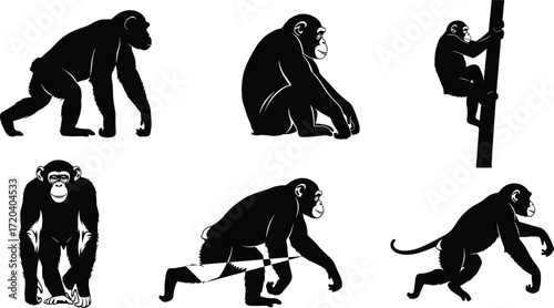 chimpanzee, primate, animal, silhouette, walk, sit, climb, tool, icon, vector, illustration, black, white, jungle, anatomy, behavior, wildlife, ape, design