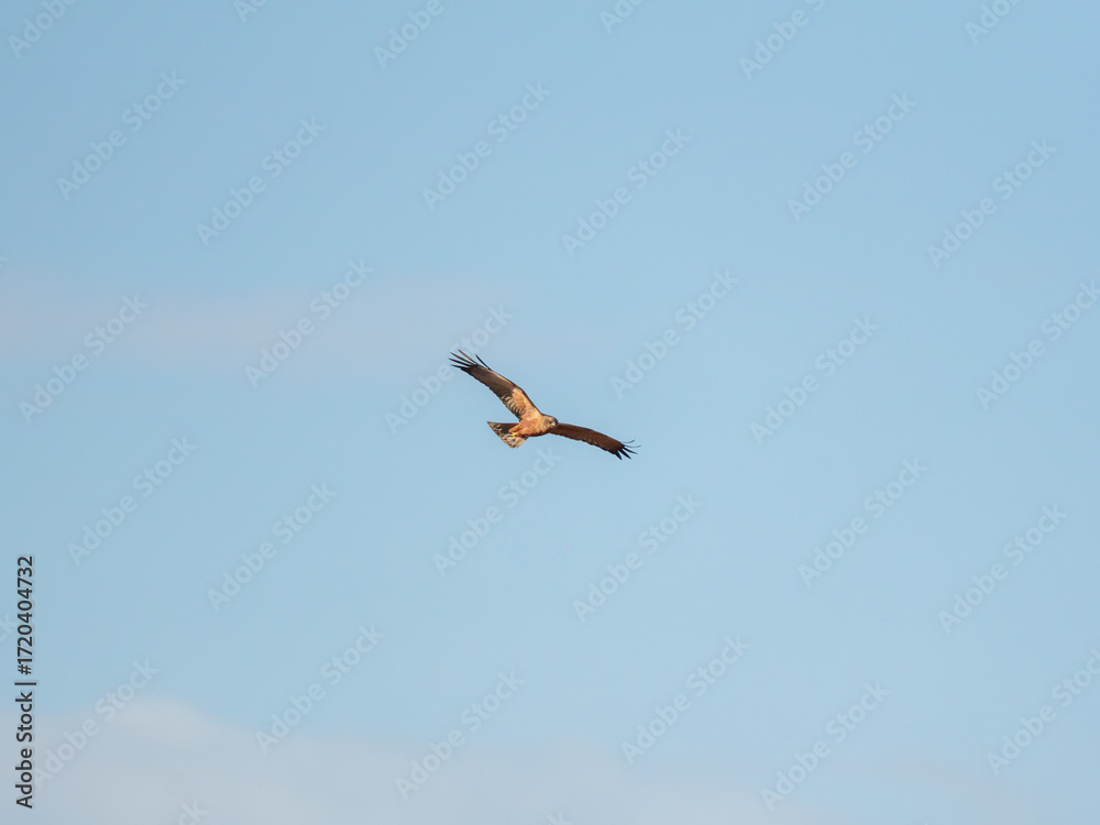 Obraz premium A hawk glides gracefully against a bright blue sky, wings spread wide as it soars above a tranquil landscape. Its feathers catch the sunlight while it searches for food.