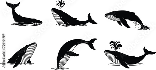 whale, animal, silhouette, spout, tail, breach, baleen, icon, vector, illustration, black, white, nature, marine, underwater, anatomy, behavior, aquatic, ocean, motion, design