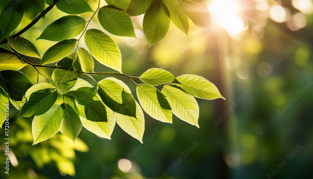 Obraz premium A Vibrant Display Of Green Leaves Illuminated By Sunlight Creates A Tranquil Atmosphere