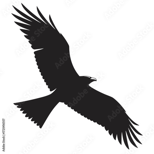 Photographer snapping bird in flight silhouette