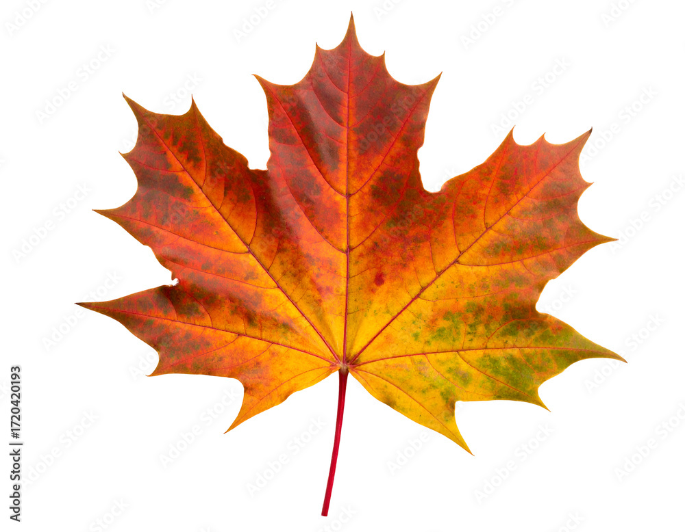 Fototapeta premium A vibrant autumn leaf showcasing a stunning blend of red, orange, and yellow hues against a plain background.