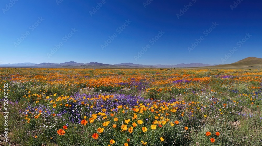 Fototapeta premium Vibrant Wildflower Super Bloom in California's Antelope Valley