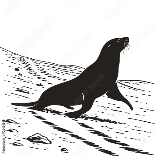 Seal moving across sand silhouette