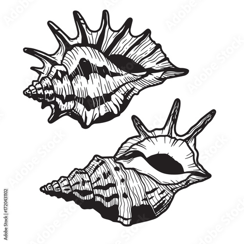 Hand drawn black and white illustrations of two detailed seashell specimens on a white background.