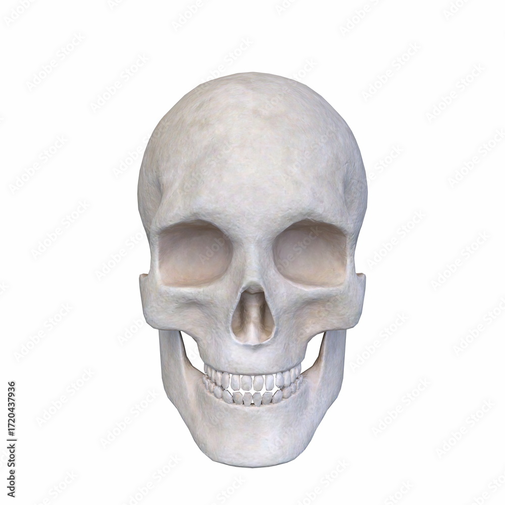 Obraz premium 骸骨の顔クローズアップ 3DCGレンダリング