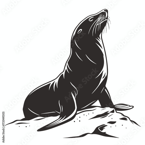 Seal basking in sunlight silhouette