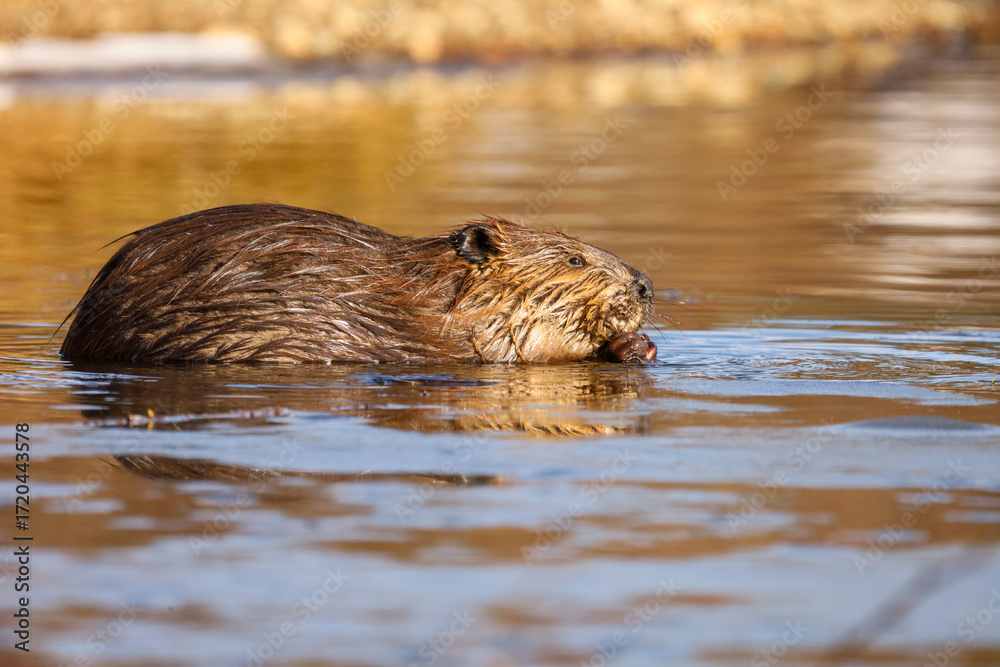 Fototapeta premium Cute American Beaver swimming in a pond in Alberta Canada
