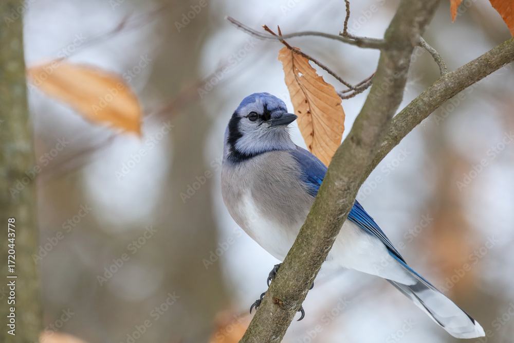 Naklejka premium Beautiful Blue jay perched on a tree with fall leaves