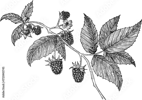 Vintage black-and-white botanical illustration of raspberries on a stem, showing a ripe fruit. Detailed line art ideal for botanical prints, educational materials, or food-related design. 