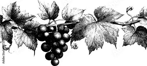 Vintage engraving style seamless design of grape vine for retro decor