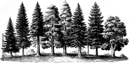 Engraving style seamless pattern of pine trees for retro design projects