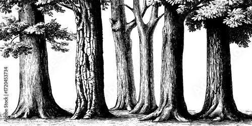 Etched seamless texture of tree bark with detailed black and white engraving for design