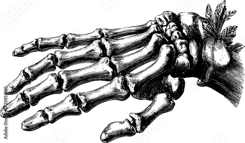 Anatomical hand illustration with visible bones sketch for medical study or educational design