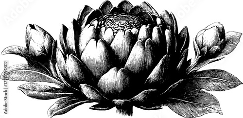 Detailed artichoke sketch with layered leaves in vintage style for design projects