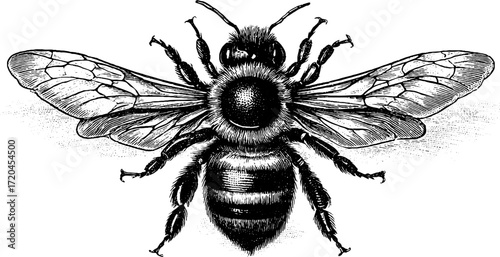 Detailed bee illustration with intricate wings and body for nature-themed designs