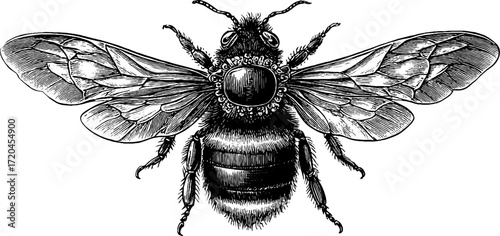 Detailed vintage silhouette of bumblebee with hairy body and wings for nature design