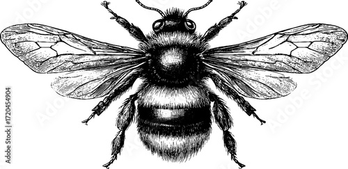 Detailed vintage sketch of bumblebee with hairy body and wings for retro design projects