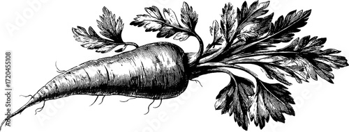 Vintage carrot root with leafy greens sketch for culinary designs