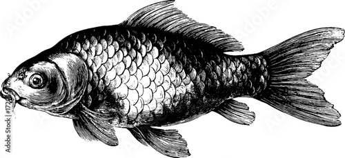 Detailed carp fish illustration featuring intricate scales - ideal for vintage design projects