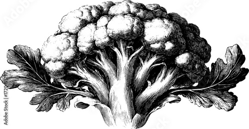 Vintage cauliflower illustration with detailed dense head for botanical design and art projects