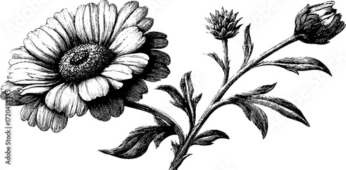 Vintage chamomile flower with stem and leaves for botanical design