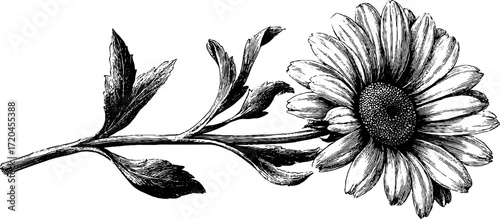 Vintage chamomile flower sketch with leaves for decorative design