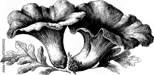 Vintage chanterelle mushroom illustration with funnel shape for botanical design