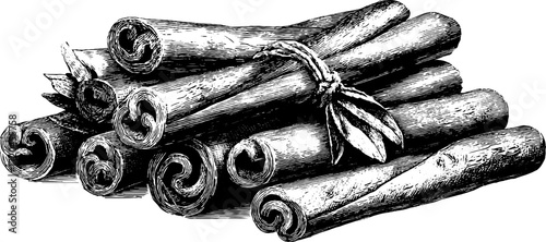 Hand drawn vintage illustration of rolled cinnamon sticks with bark for retro design